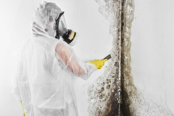 River Oaks, TX Mold Removal Company