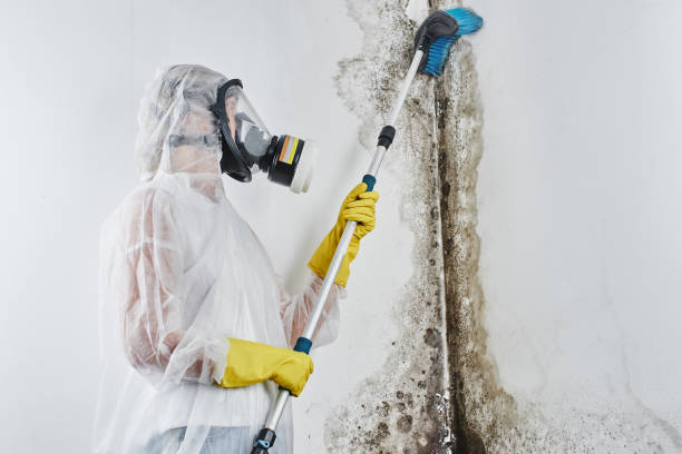 Best Mold Damage Repair  in River Oaks, TX