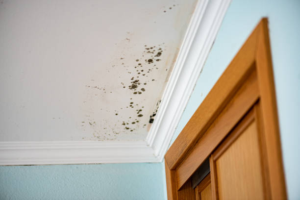 Best Local Mold Removal Service  in River Oaks, TX