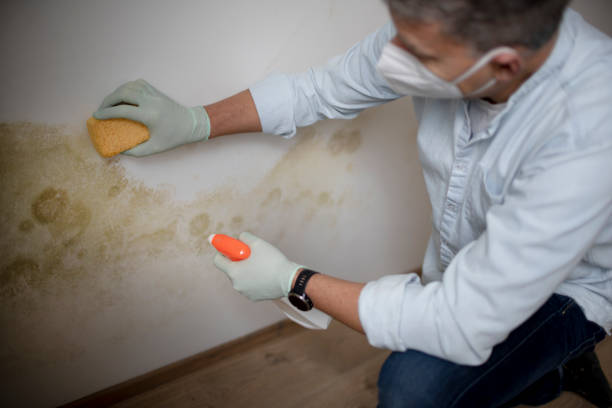 Best Toxic Mold Removal  in River Oaks, TX