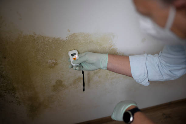 Best Emergency Mold Removal  in River Oaks, TX