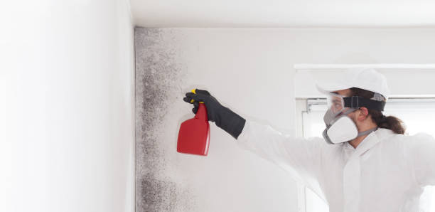Best Fast Mold Removal  in River Oaks, TX