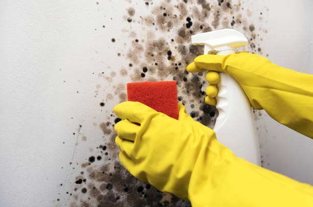 Best Certified Mold Removal  in River Oaks, TX