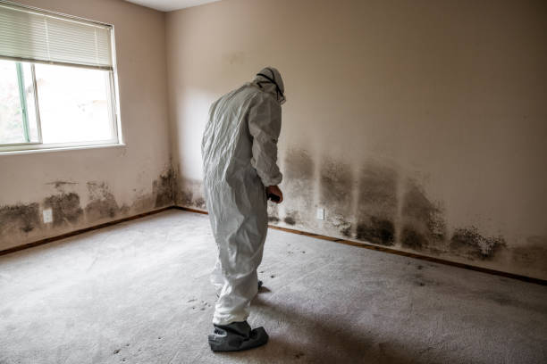 Best Mold Testing and Removal  in River Oaks, TX