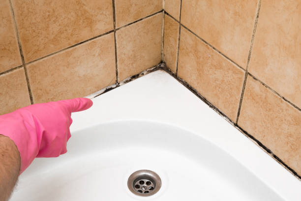 Best Affordable Mold Removal  in River Oaks, TX